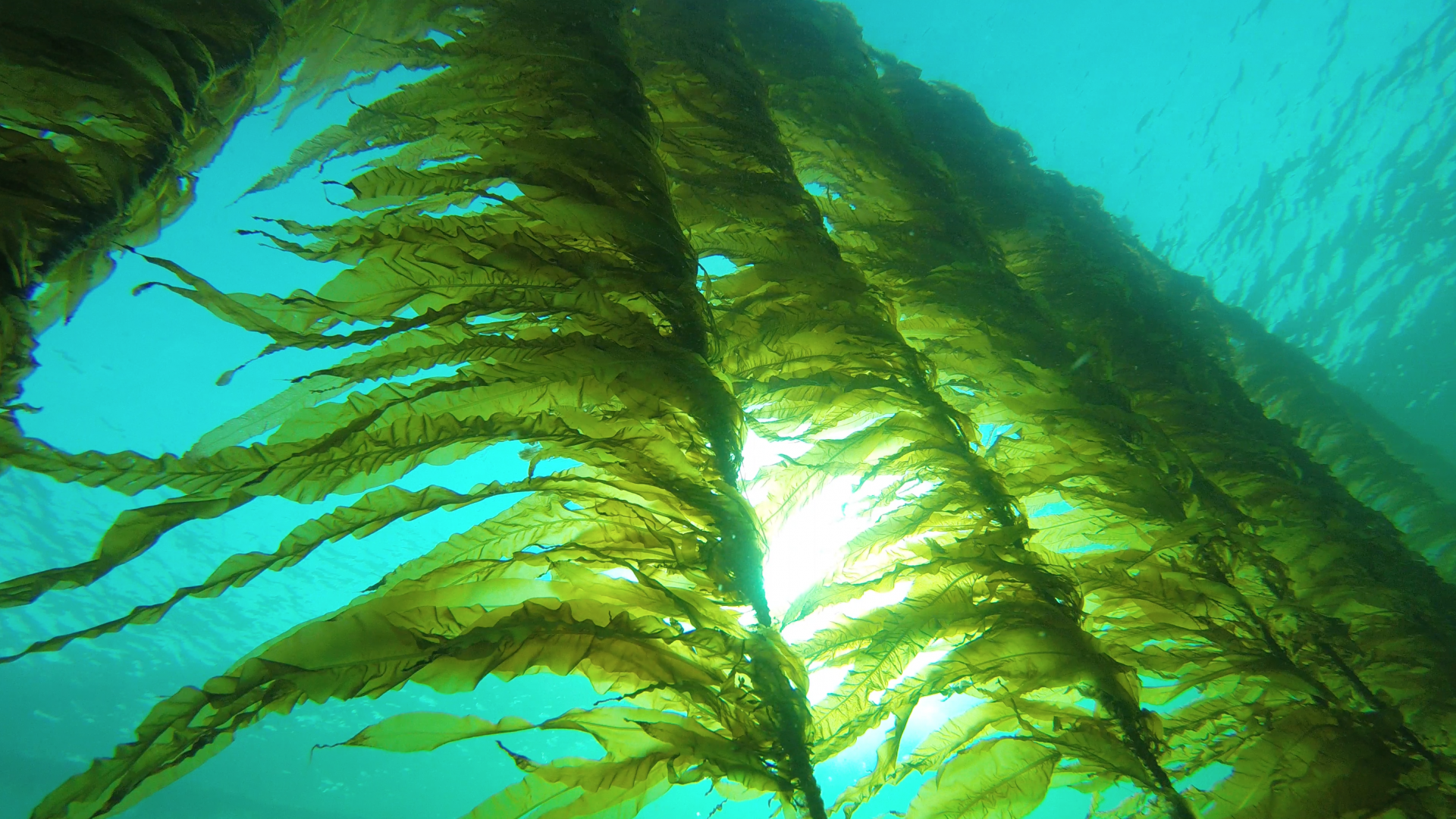 Les algues marines pour l'agriculture : une innovation durable